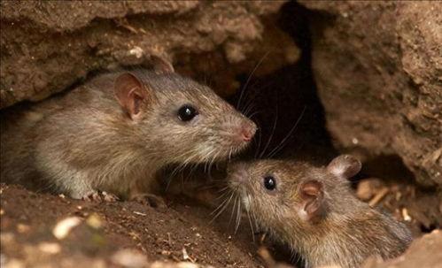 老鼠吃瓜怎么吐籽视频讲解,揭秘老鼠吃瓜吐籽的神奇技巧