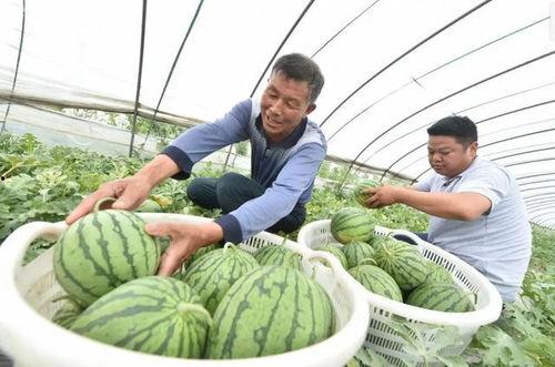 新沂市吃瓜视频,揭秘当地美食文化盛宴