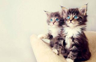 猫吃蓝瓜视频大全图片,猫咪疯狂追食的趣味瞬间大盘点