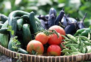 吃瓜和蔬菜的视频不挑食,吃瓜视频教你轻松爱上蔬菜，告别挑食烦恼