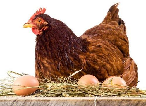 鸡子吃瓜会不下蛋吗视频,揭秘动物饮食与生育的关系