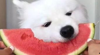 萨摩耶直播吃瓜视频,萌态可掬引网友爆笑