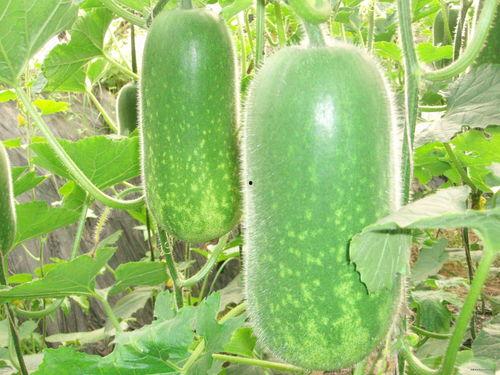 视频背景吃瓜图片高清