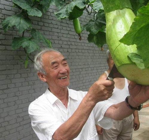 吃瓜神奇视频,视频中的趣味与真相