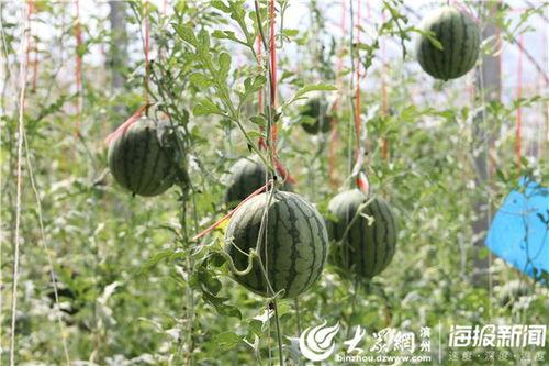 井陉吃瓜事件视频最新版,最新视频揭露惊人真相，网友热议不断