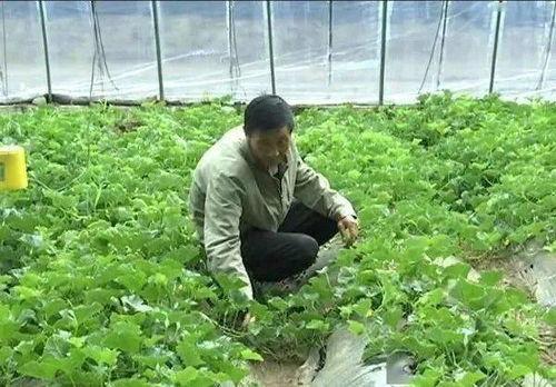 6月份的吃瓜视频,笑料百出，事件连连